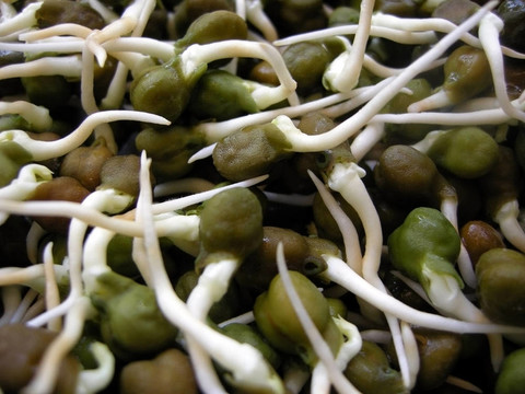 綠色小雞豌豆苗九