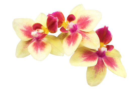 蘭花花