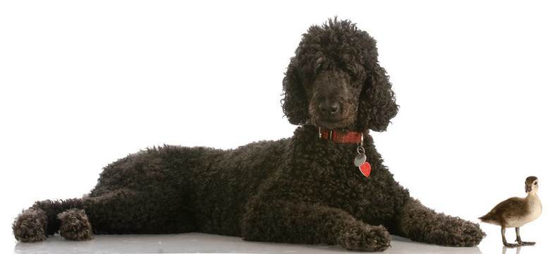 標(biāo)準(zhǔn)貴賓犬和鴨