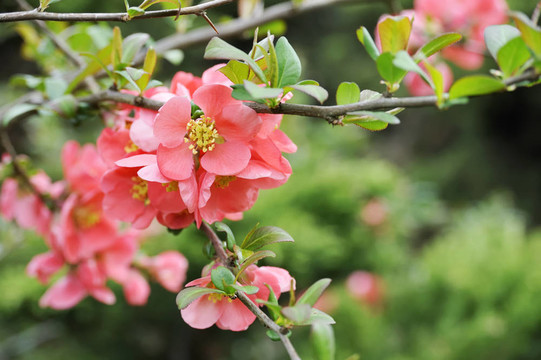 日本海棠枝開花