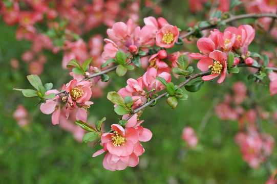 日本海棠枝開花