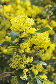 Mahonia開花