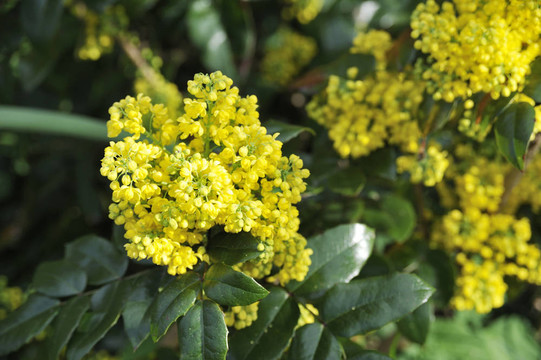 Mahonia開花
