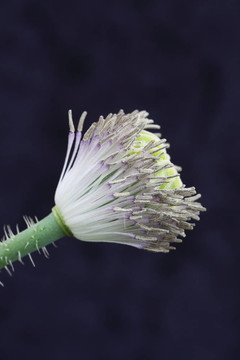 罌粟花的雄蕊