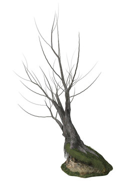 死樹