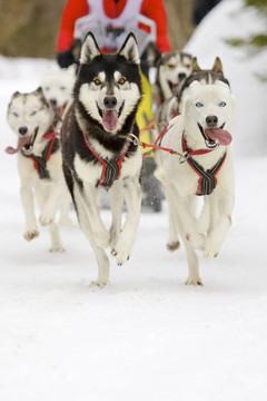 雪橇犬