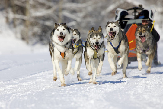 雪橇犬比賽