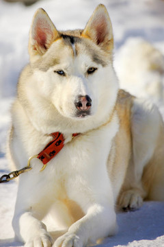 Huskie臉