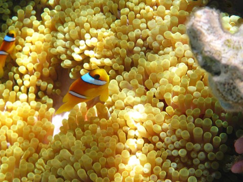 海葵和小丑魚兩條帶狀