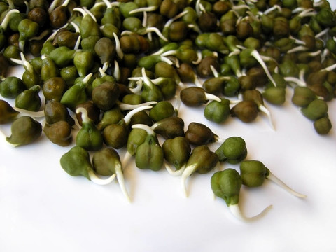 綠色小雞豌豆苗十八