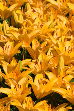 百合花