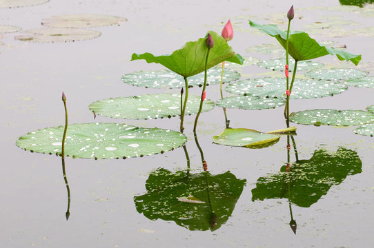 蓮芽葉