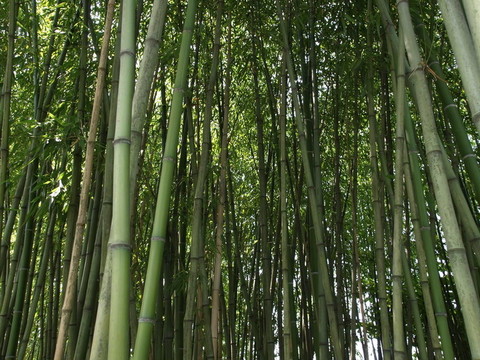 竹