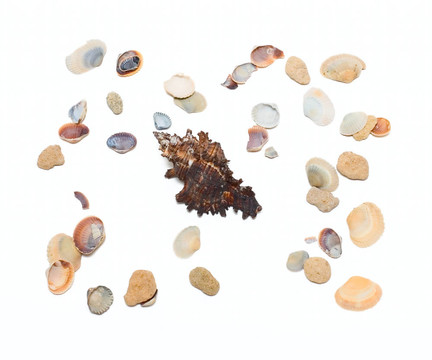 海洋cocktashells