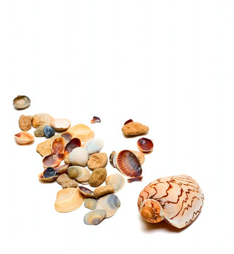 海洋cockashells