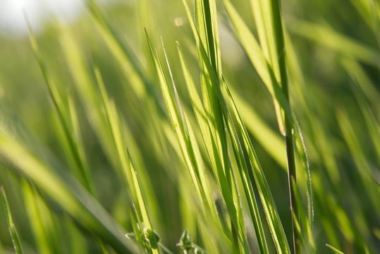 草