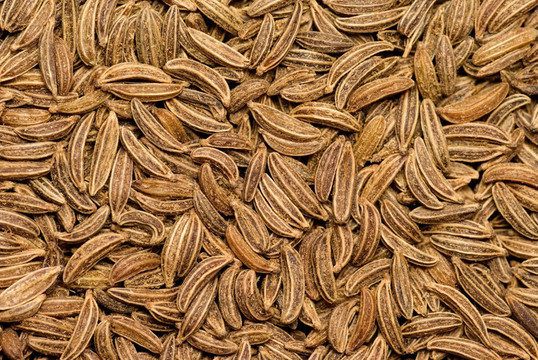 香菜種子顆粒。