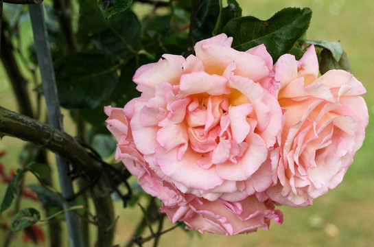 粉薔薇