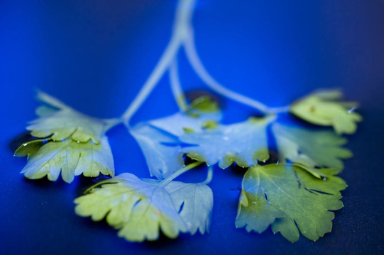 藍水上的香菜