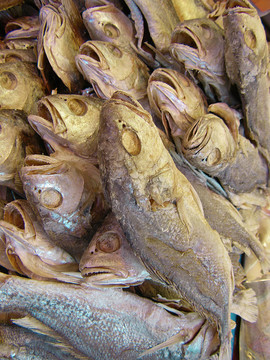 大量的魚