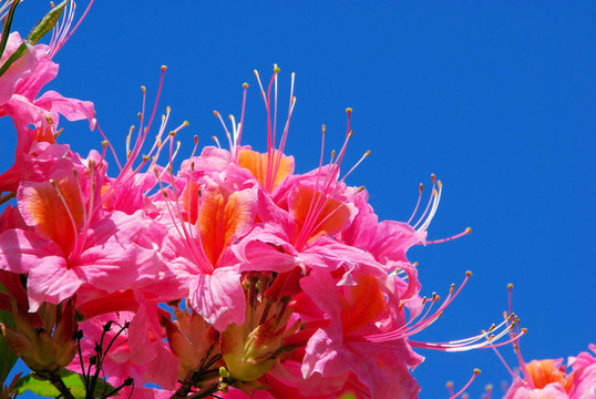 azalea 18
