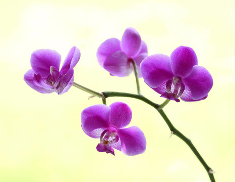 蘭花