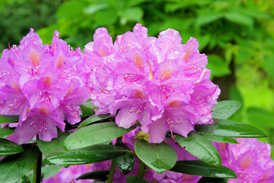 杜鵑花14