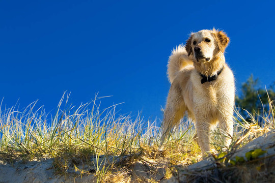 黃金獵犬在草地上