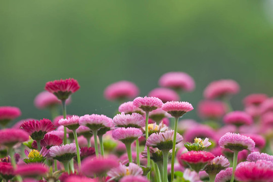 雛菊