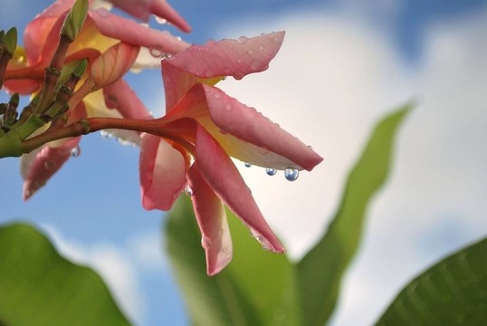 踏板上的雨滴
