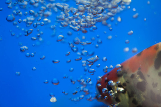 魚