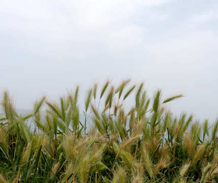 農(nóng)田糧食種植
