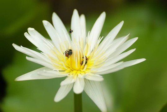 White Water Lily與蒼蠅