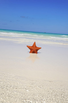 海星
