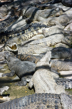 鱷魚在