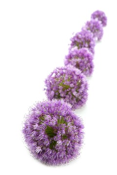 白色的洋蔥紫色花巨排