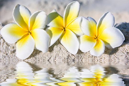 海灘上的花