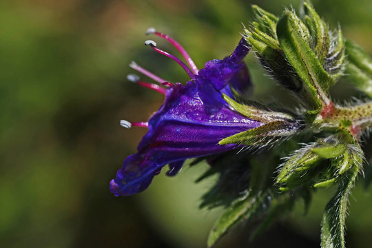 救贖草