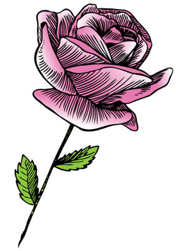 Pink Rose的繪畫