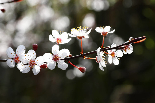 杏仁樹(shù)的花