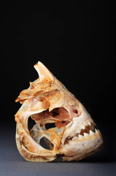 亞馬遜食人魚