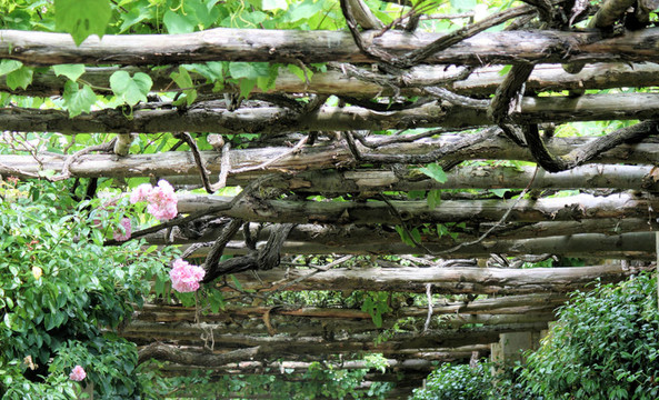 花園走道