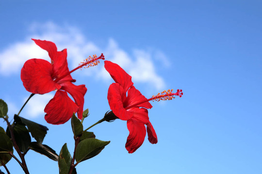 兩芙蓉花在藍(lán)天。