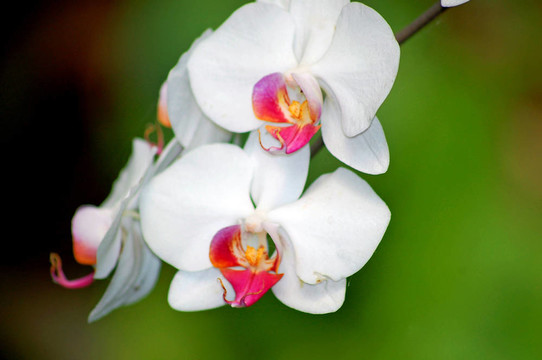 蘭花