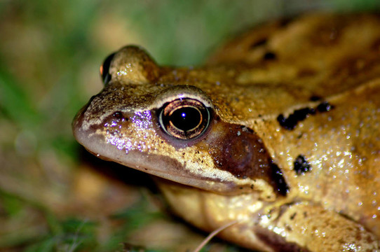 常見的Frog Rana中國