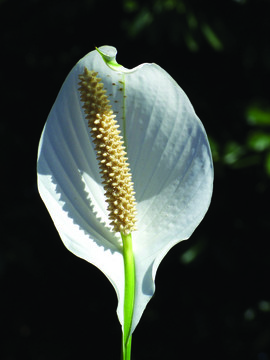 白araceae-01