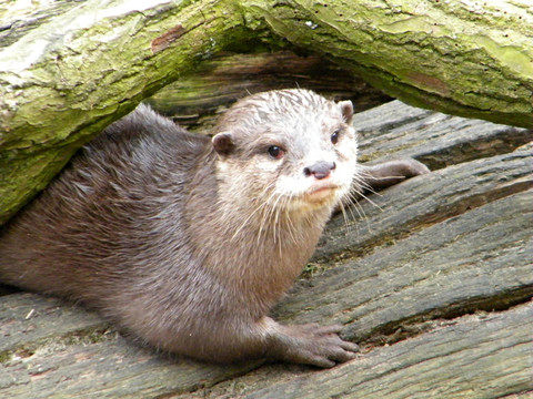 水獺
