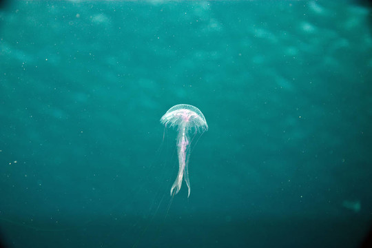 水母
