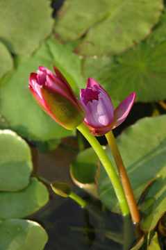 蓮花