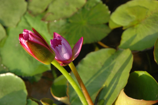蓮花